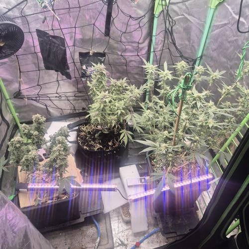 Jelly dontuz humboltseedco. Week 5
