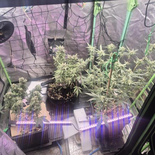 Jelly Donutz. Week 5