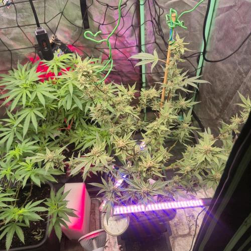 Jelly dontuz humboltseedco. Week 6