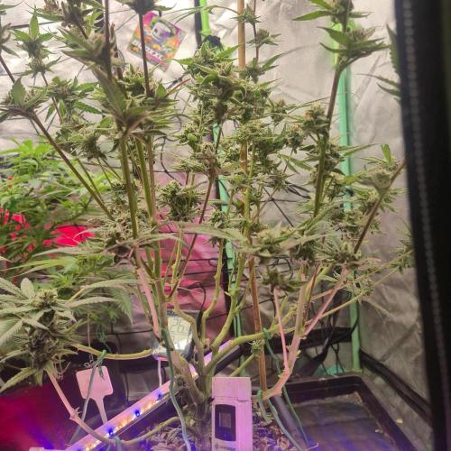 Jelly dontuz humboltseedco. Week 6
