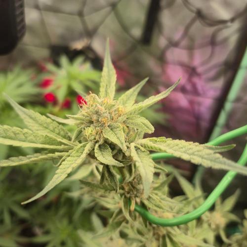 Jelly dontuz humboltseedco. Week 6