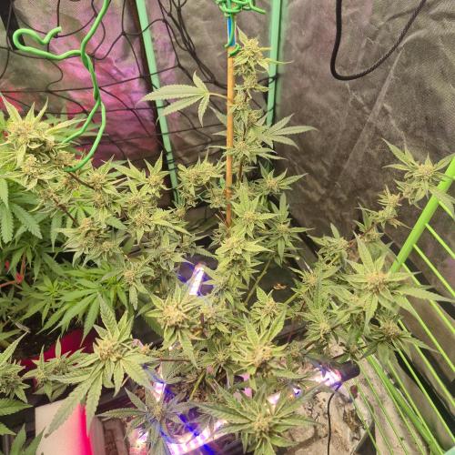 Jelly dontuz humboltseedco. Week 6