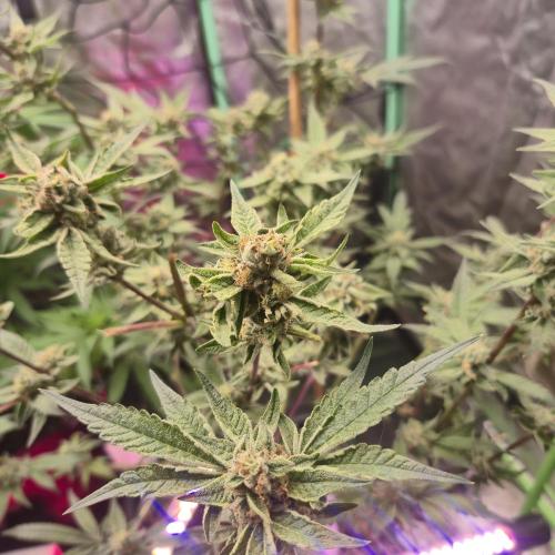 Jelly dontuz humboltseedco. Week 6