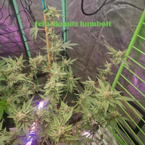 Jelly dontuz humboltseedco. Week 6