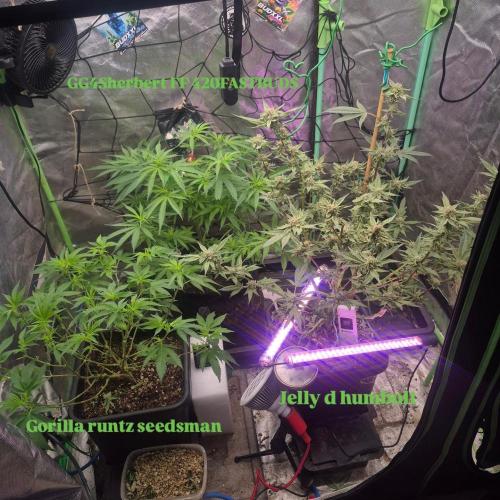 Jelly dontuz humboltseedco. Week 6