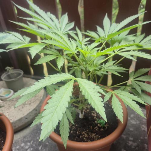 The next episode.. sensi seeds MJberlin. Week 3