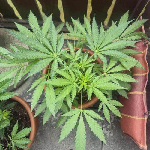 The next episode.. sensi seeds MJberlin. Week 3