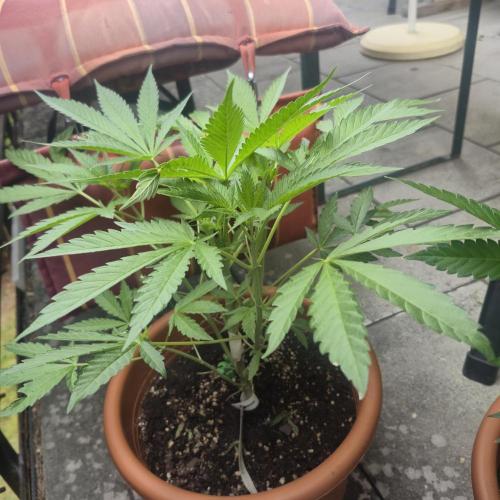 The next episode.. sensi seeds MJberlin. Week 3
