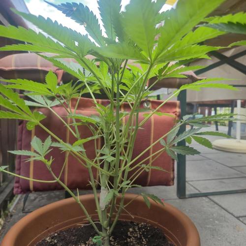 The next episode.. sensi seeds MJberlin. Week 3