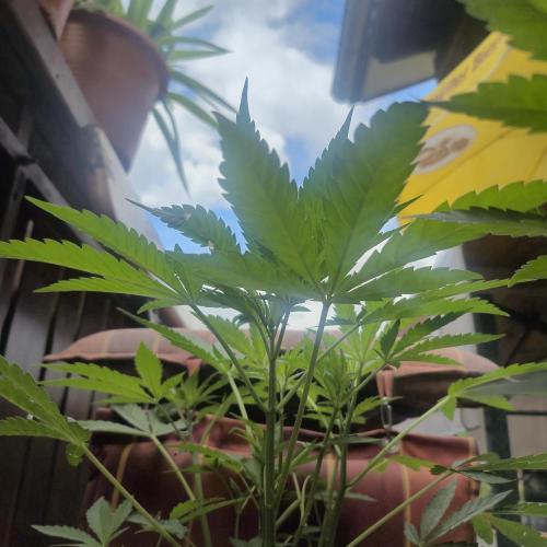 The next episode.. sensi seeds MJberlin. Week 3