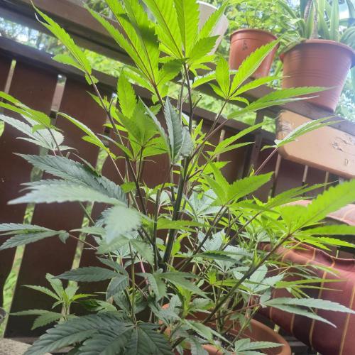 The next episode.. sensi seeds MJberlin. Week 3