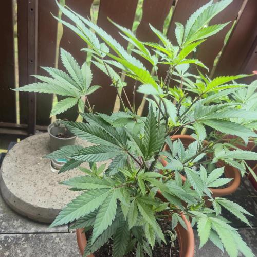 The next episode.. sensi seeds MJberlin. Week 3