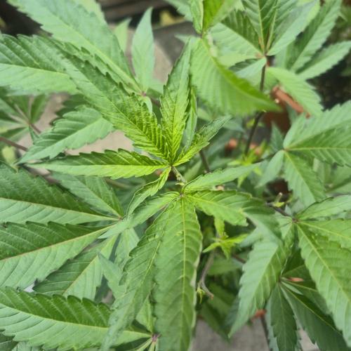 The next episode.. sensi seeds MJberlin. Week 3