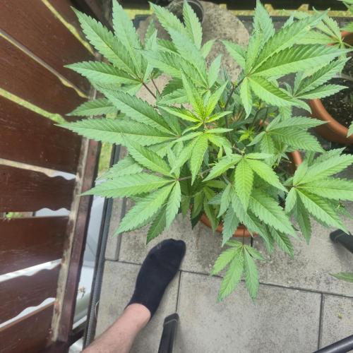 The next episode.. sensi seeds MJberlin. Week 3