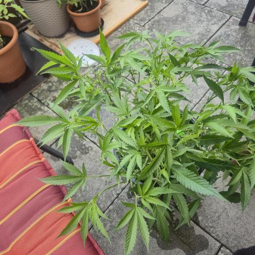 The new jelly donutz pheno # 4. Week 8