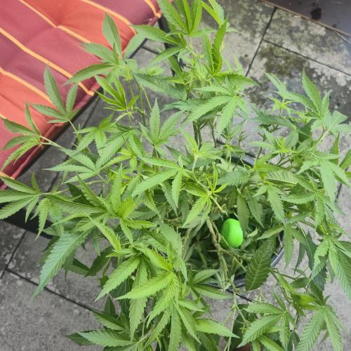 The new jelly donutz pheno # 4. Week 8