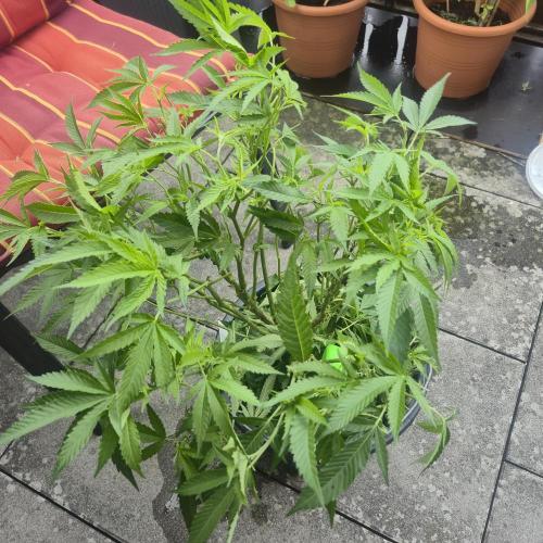 The new jelly donutz pheno # 4. Week 8