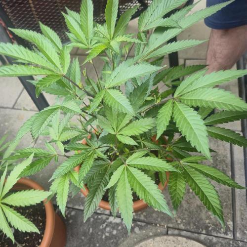 The new jelly donutz pheno # 4. Week 8