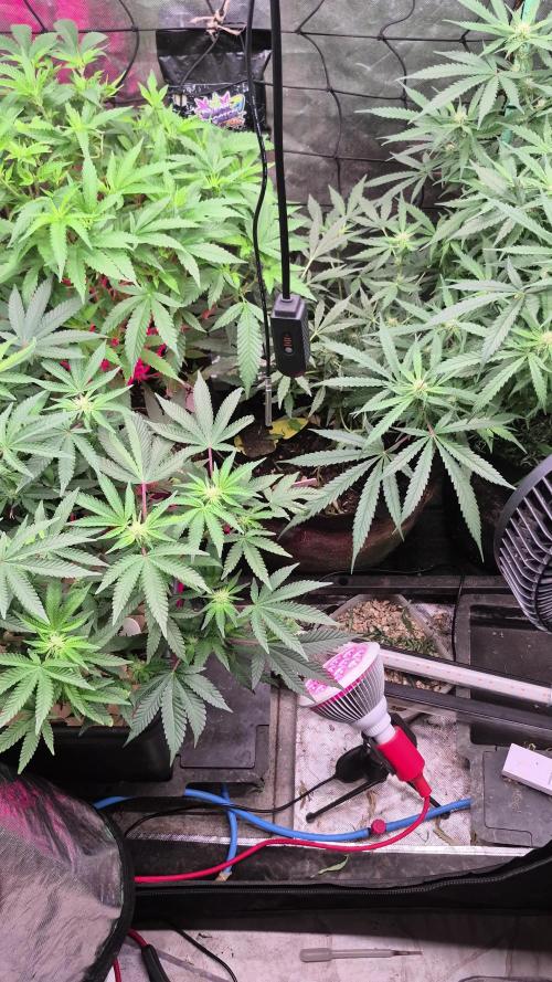 Flower tent 3x4 vivosun 4500wled