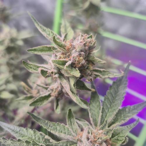 Flower tent 3x4 vivosun 4500wled. Week 11
