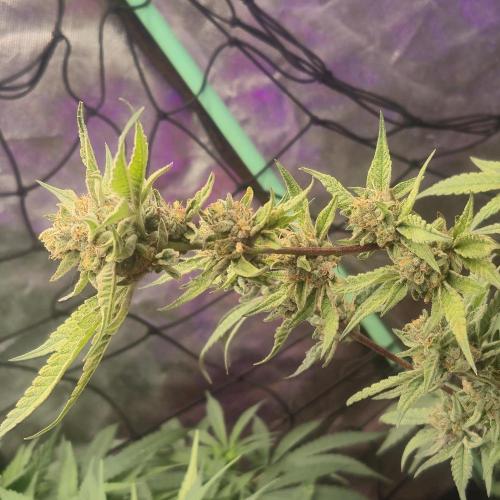 Flower tent 3x4 vivosun 4500wled. Week 11