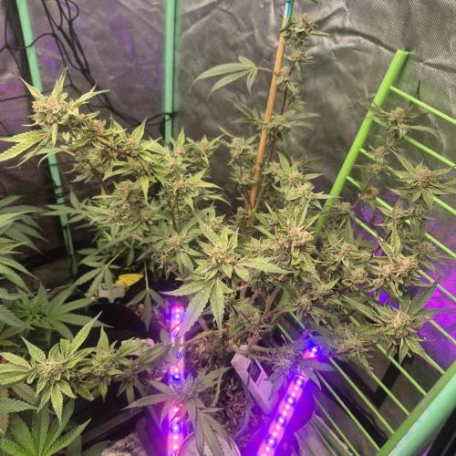 Flower tent 3x4 vivosun 4500wled. Week 11