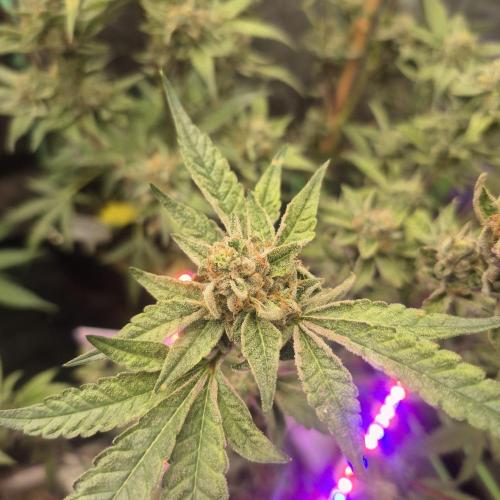 Flower tent 3x4 vivosun 4500wled. Week 11