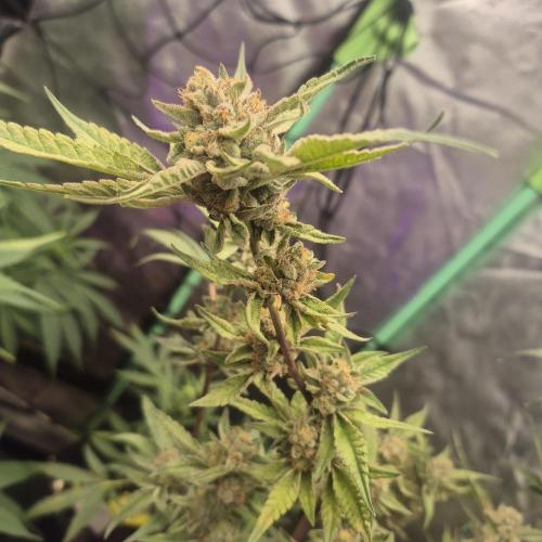 Flower tent 3x4 vivosun 4500wled. Week 11