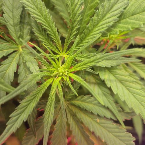 Flower tent 3x4 vivosun 4500wled. Week 11