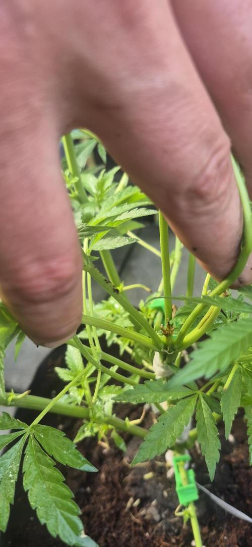 stickyberry mints xxl sensiseeds. Week 3