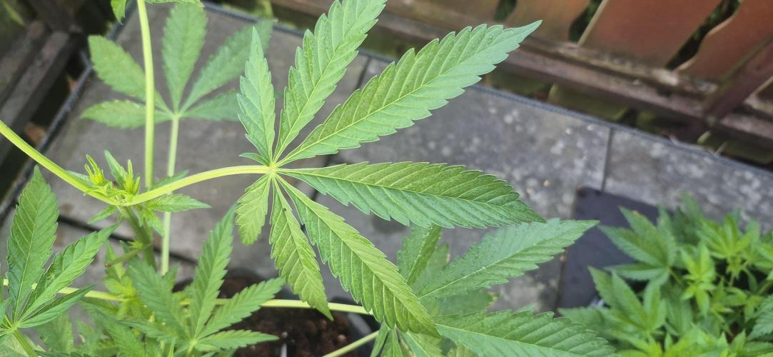 stickyberry mints xxl sensiseeds. Week 3