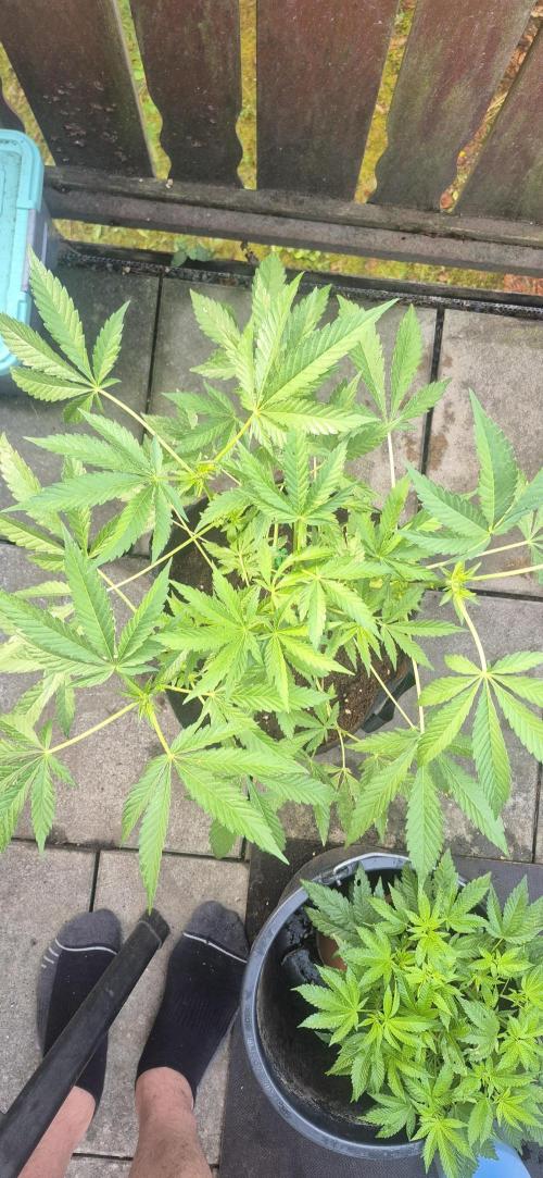 stickyberry mints xxl sensiseeds. Week 3