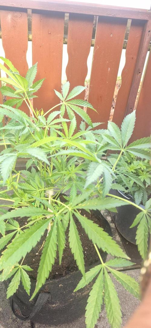 stickyberry mints xxl sensiseeds. Week 3