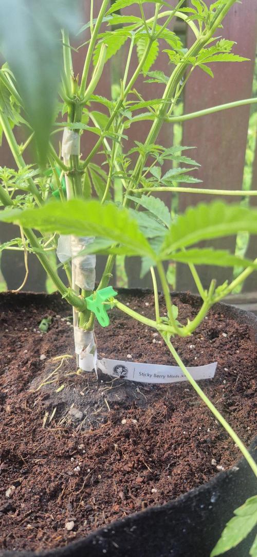 stickyberry mints xxl sensiseeds. Week 3