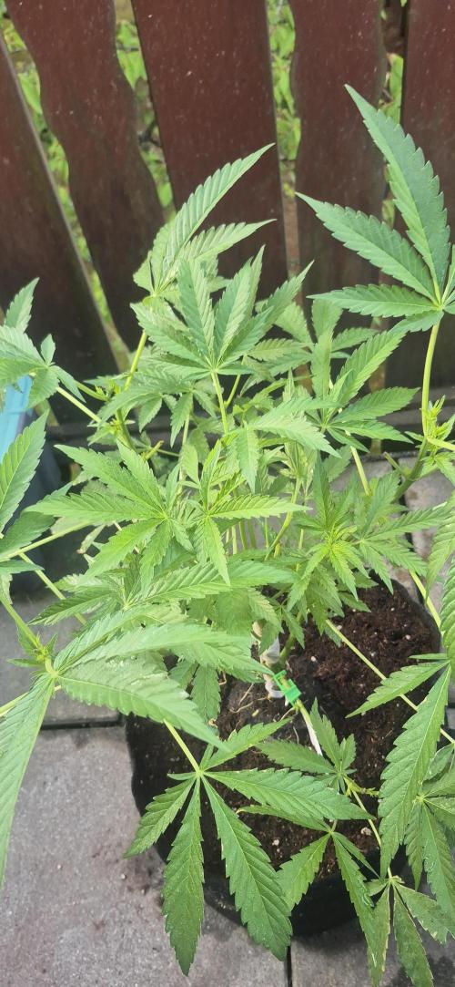 stickyberry mints xxl sensiseeds. Week 3