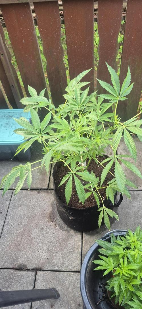 stickyberry mints xxl sensiseeds. Week 3