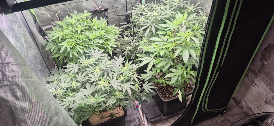 Double Kush Cake MJberlin. Week 4
