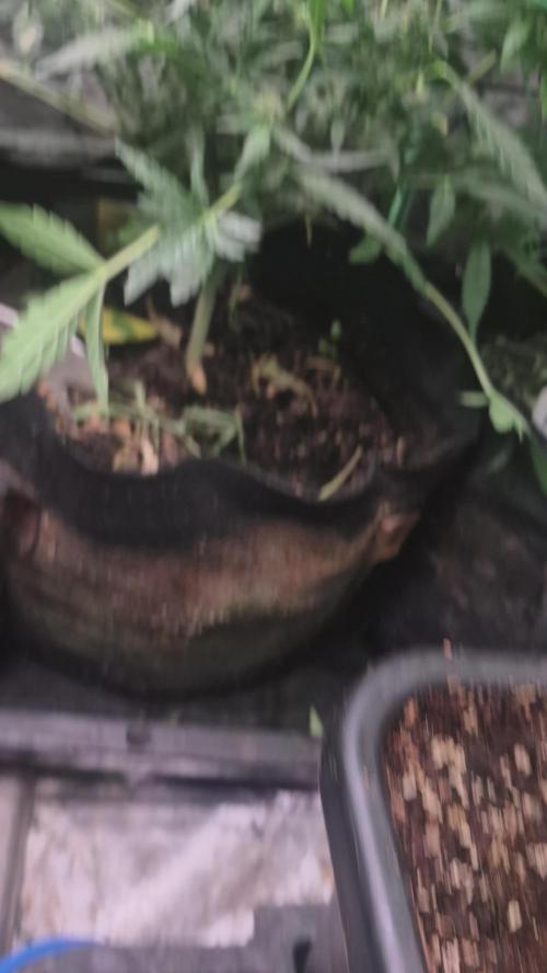 Double Kush Cake MJberlin. Week 4
