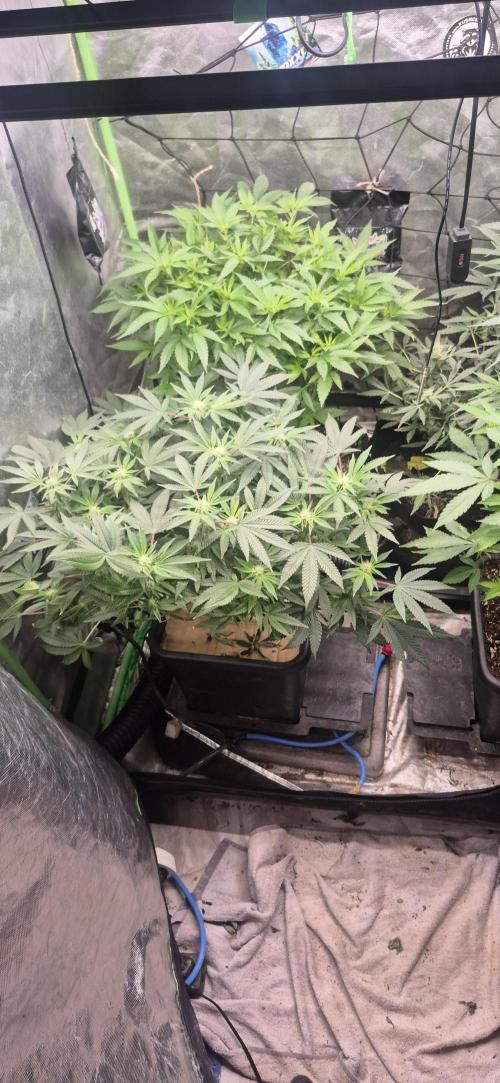 Double Kush Cake MJberlin. Week 4