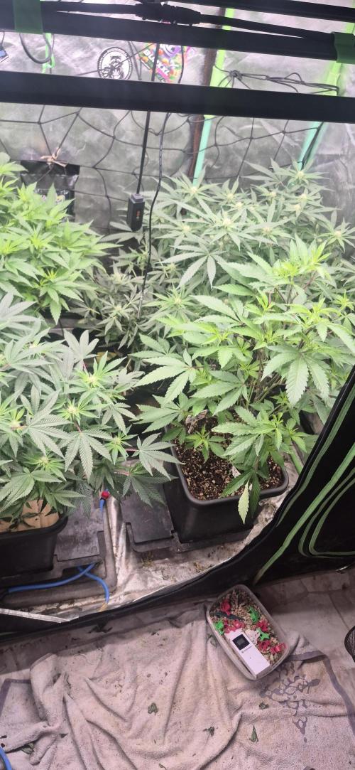 Double Kush Cake MJberlin. Week 4