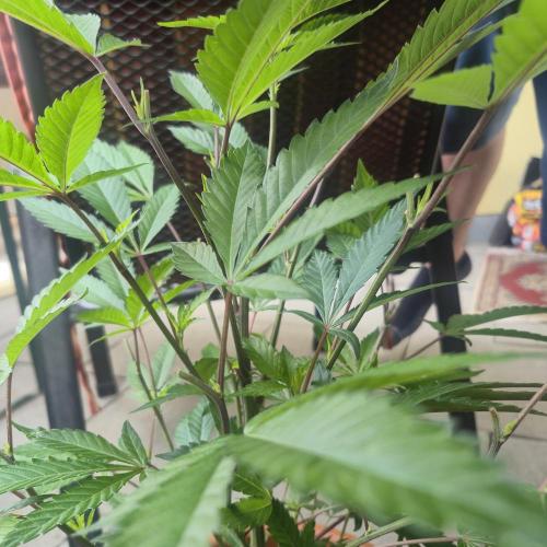 Double Kush Cake MJberlin. Week 4