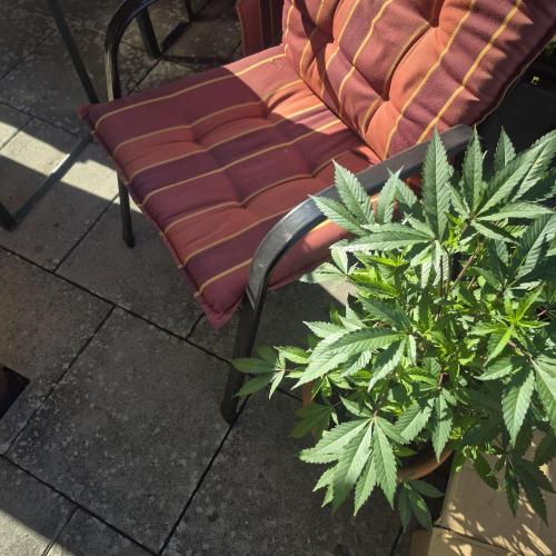 Double Kush Cake MJberlin. Week 4
