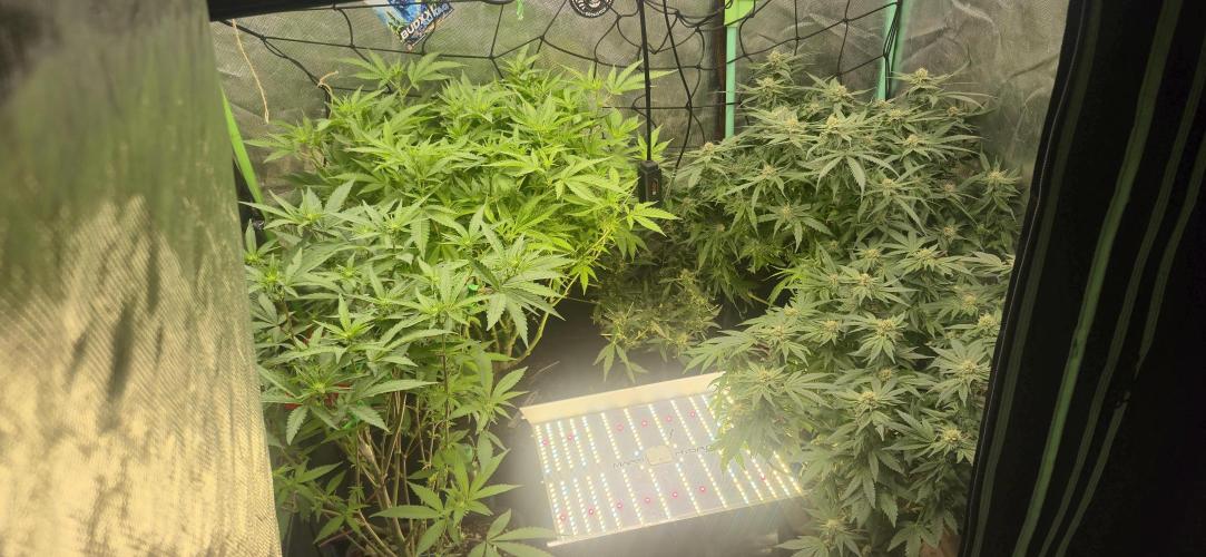 GG4 SHERBERT FF 420FASTBUDS flower.... Week 14