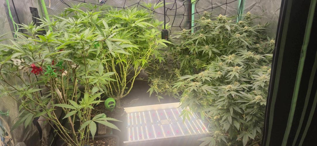 GG4 SHERBERT FF 420FASTBUDS flower.... Week 14