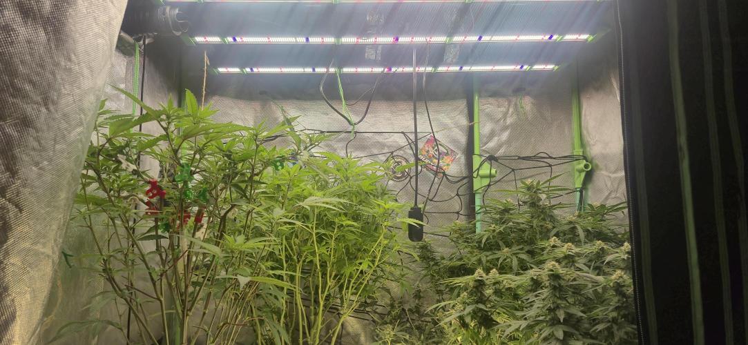 GG4 SHERBERT FF 420FASTBUDS flower.... Week 14
