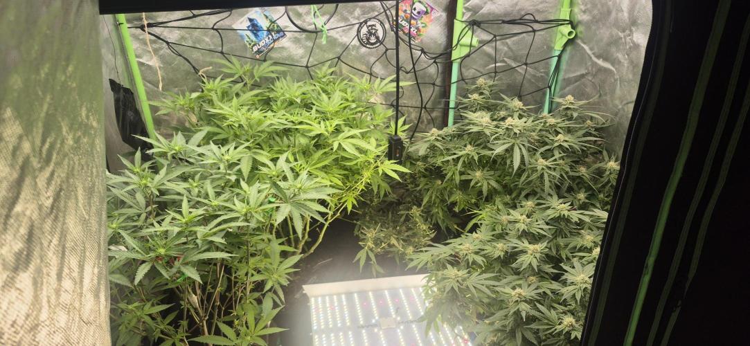 GG4 SHERBERT FF 420FASTBUDS flower.... Week 14
