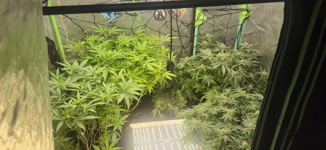 GG4 SHERBERT FF 420FASTBUDS flower.... Week 14