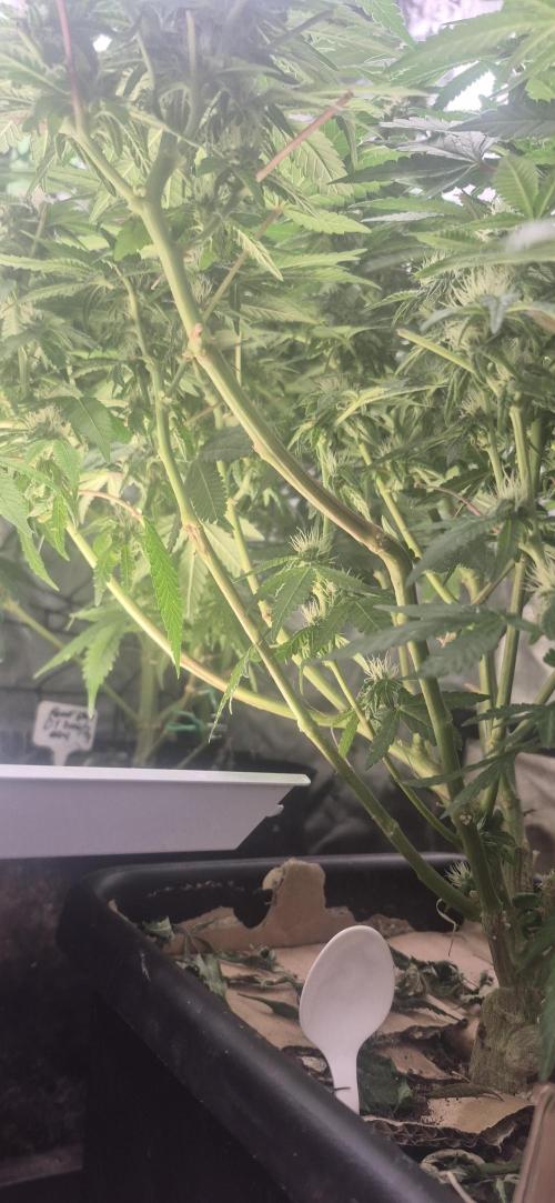 GG4 SHERBERT FF 420FASTBUDS flower.... Week 14