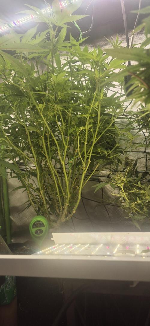 GG4 SHERBERT FF 420FASTBUDS flower.... Week 14