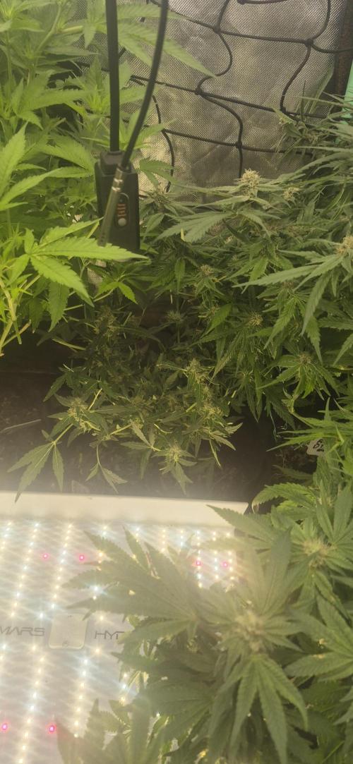 GG4 SHERBERT FF 420FASTBUDS flower.... Week 14